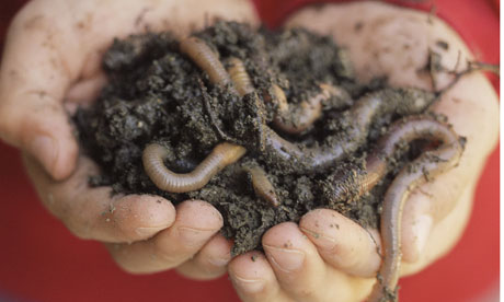 earthworms