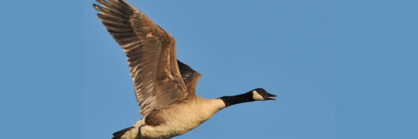 wild-goose